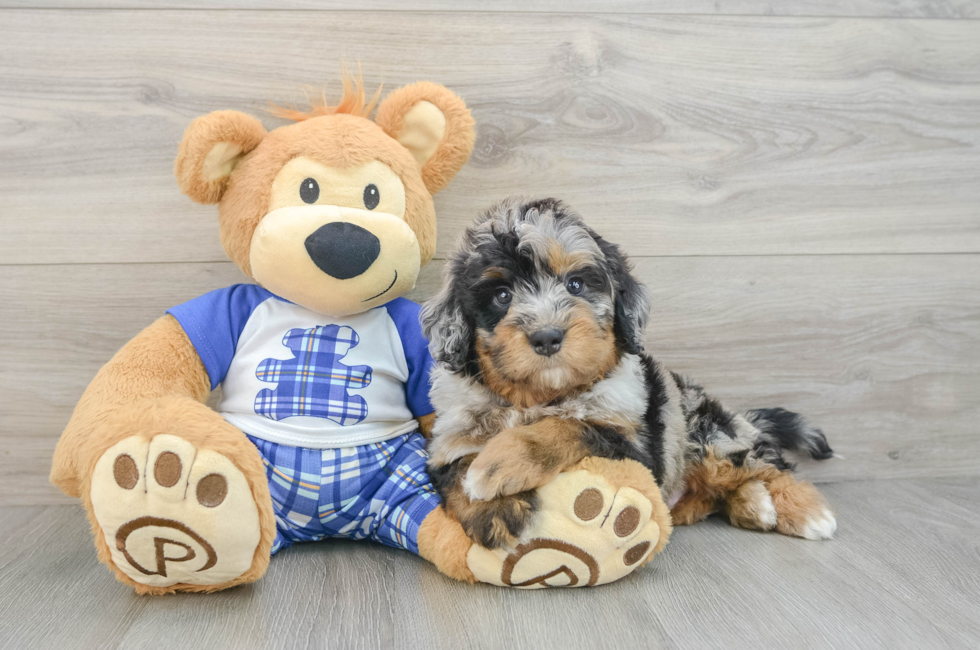 6 week old Mini Bernedoodle Puppy For Sale - Puppy Love PR
