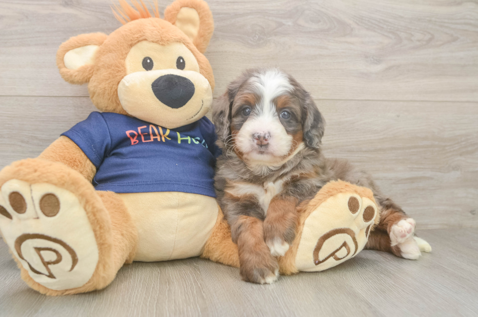 5 week old Mini Bernedoodle Puppy For Sale - Puppy Love PR
