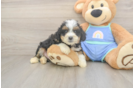 Adorable Mini Bernadoodle Poodle Mix Puppy