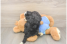 Mini Bernedoodle Puppy for Adoption