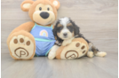 Mini Bernedoodle Puppy for Adoption