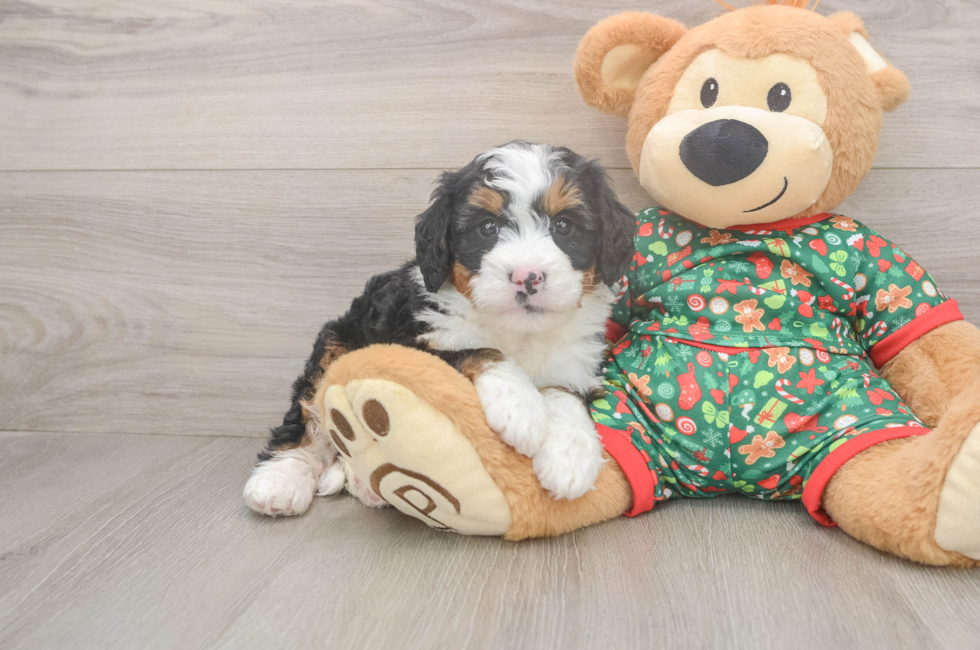 5 week old Mini Bernedoodle Puppy For Sale - Puppy Love PR