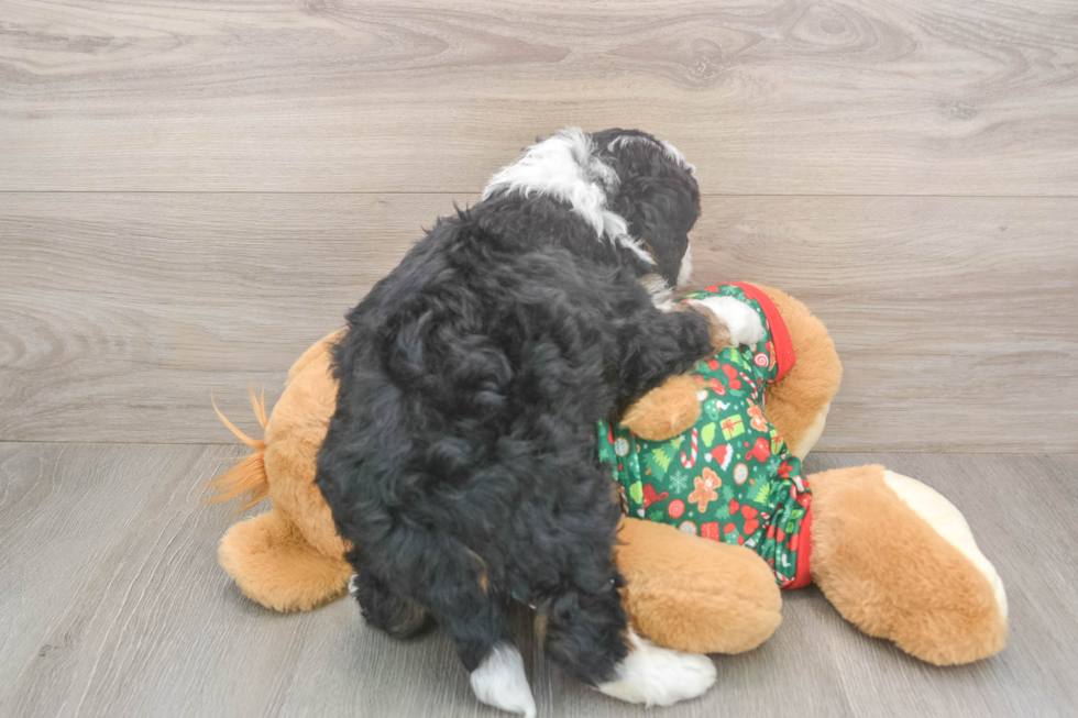 Smart Mini Bernedoodle Poodle Mix Pup