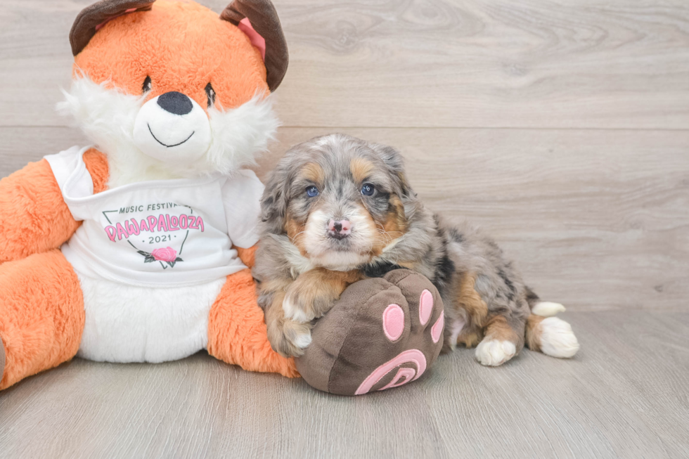 Fluffy Mini Bernedoodle Poodle Mix Pup