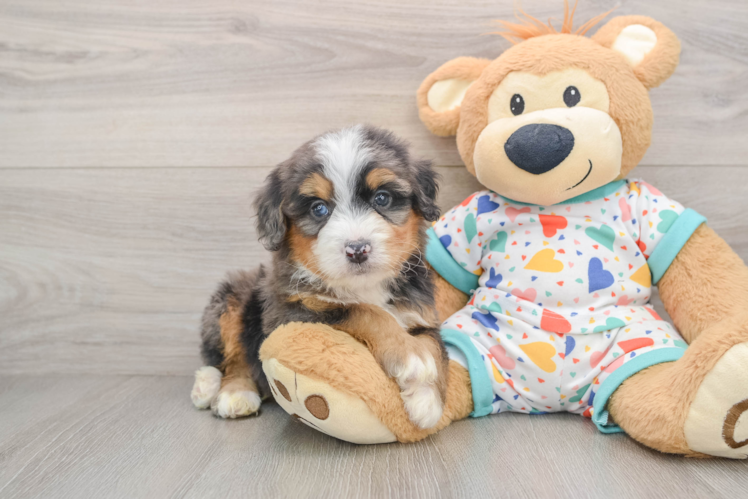 Mini Bernedoodle Puppy for Adoption