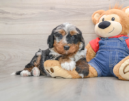 5 week old Mini Bernedoodle Puppy For Sale - Puppy Love PR