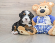 6 week old Mini Bernedoodle Puppy For Sale - Puppy Love PR