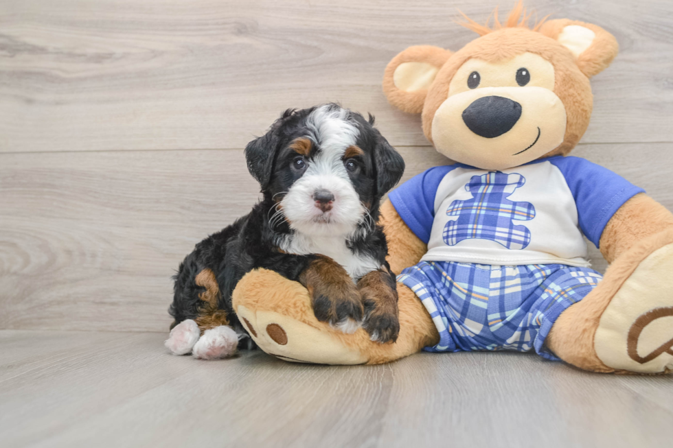 Small Mini Bernedoodle Baby