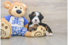 Fluffy Mini Bernedoodle Poodle Mix Pup