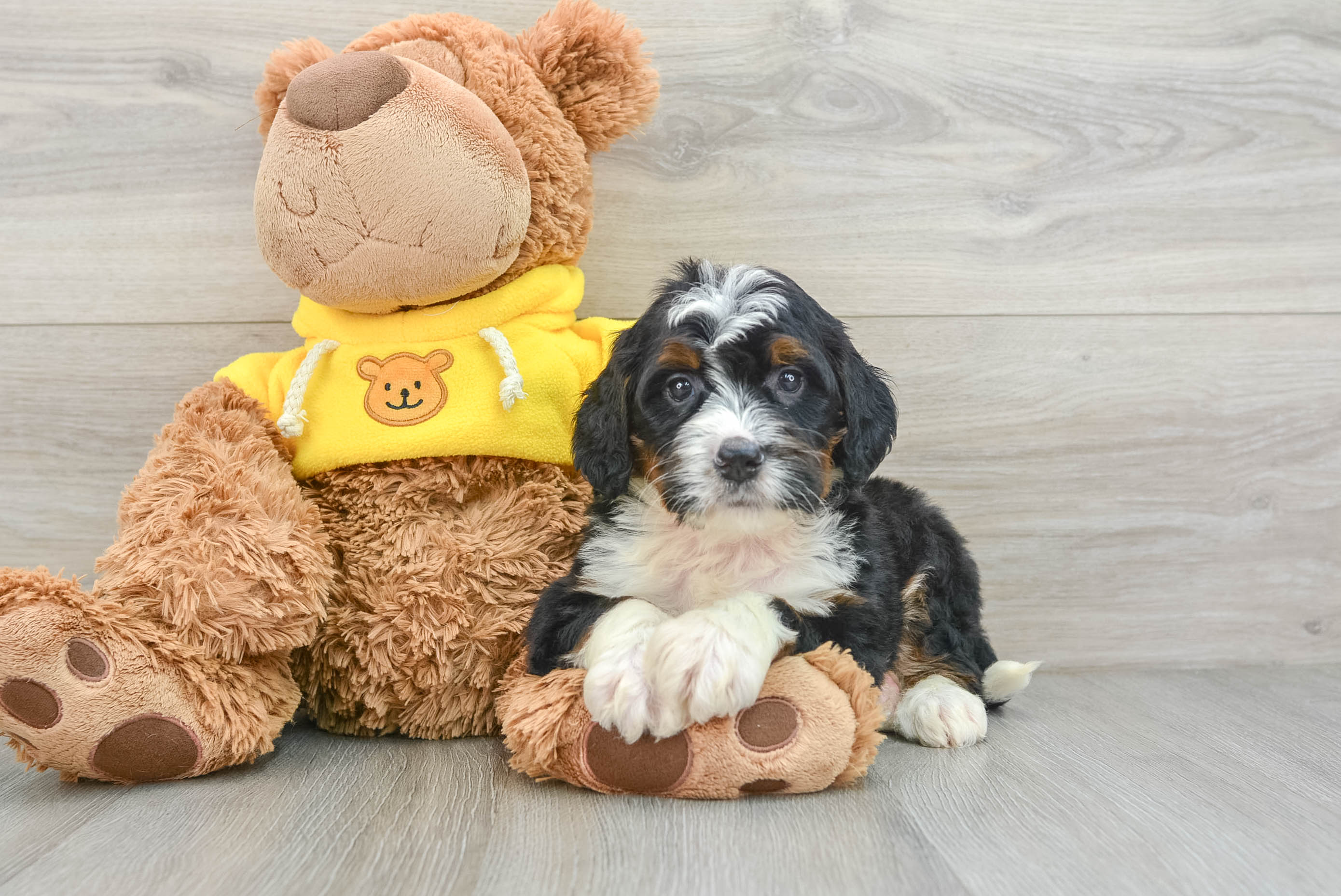 Best Mini Bernedoodle Baby