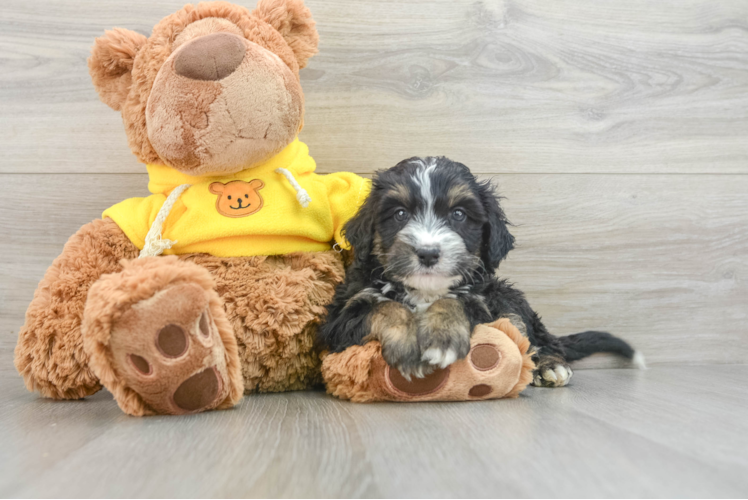 Meet Clementine - our Mini Bernedoodle Puppy Photo 1/3 - Puppy Love PR Sweet Mini Bernedoodle Baby