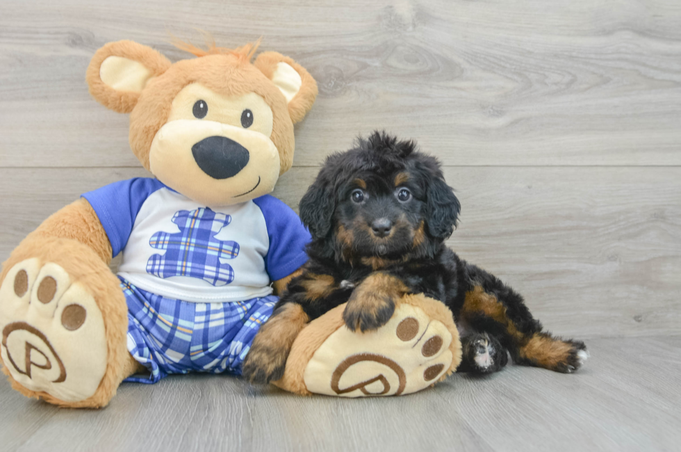 6 week old Mini Bernedoodle Puppy For Sale - Puppy Love PR