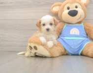 6 week old Mini Bernedoodle Puppy For Sale - Puppy Love PR