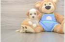 Energetic Mini Bernadoodle Poodle Mix Puppy
