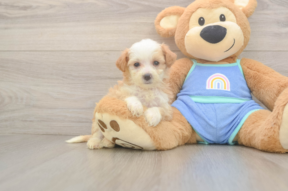 5 week old Mini Bernedoodle Puppy For Sale - Puppy Love PR