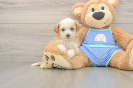 Energetic Mini Bernadoodle Poodle Mix Puppy