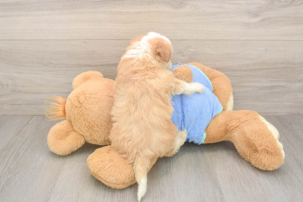 Mini Bernedoodle Pup Being Cute