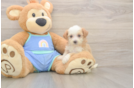 Best Mini Bernedoodle Baby