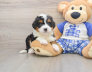 6 week old Mini Bernedoodle Puppy For Sale - Puppy Love PR