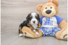 Energetic Mini Berniedoodle Poodle Mix Puppy