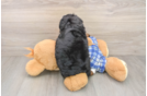 Hypoallergenic Mini Bernesedoodle Poodle Mix Puppy