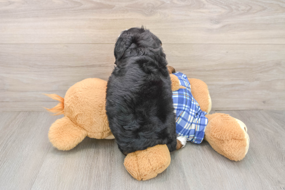 Hypoallergenic Mini Bernesedoodle Poodle Mix Puppy