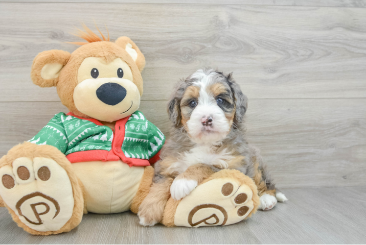 Meet Cleo - our Mini Bernedoodle Puppy Photo 1/3 - Puppy Love PR Mini Bernedoodle Puppy for Adoption