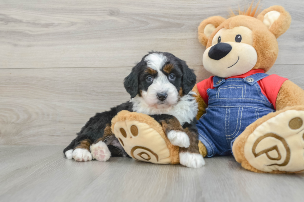 5 week old Mini Bernedoodle Puppy For Sale - Puppy Love PR