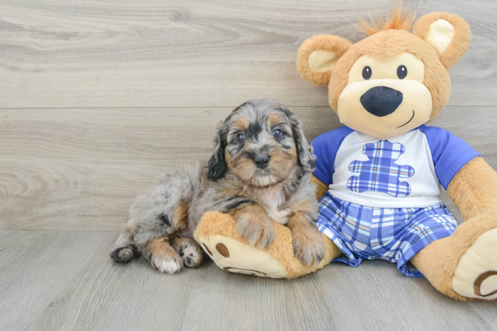 Mini Bernedoodle Puppy for Adoption