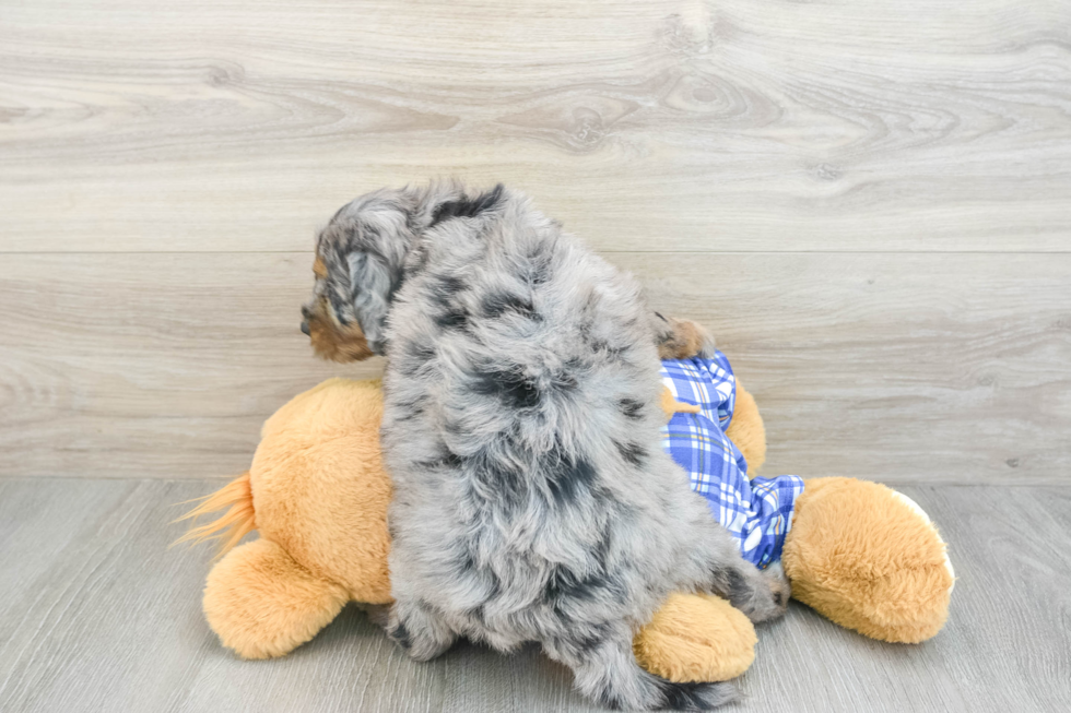 Mini Bernedoodle Puppy for Adoption