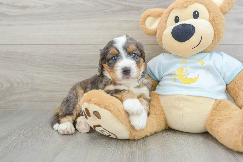 Little Mini Berniedoodle Poodle Mix Puppy