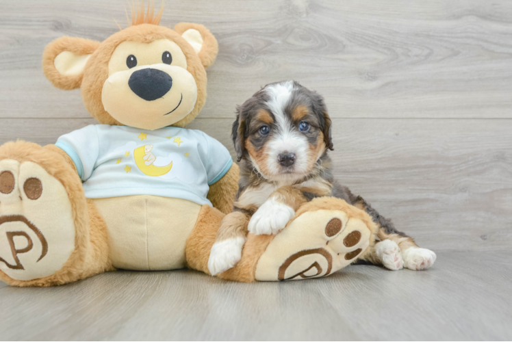 Meet Cleo - our Mini Bernedoodle Puppy Photo 1/3 - Puppy Love PR Mini Bernedoodle Pup Being Cute