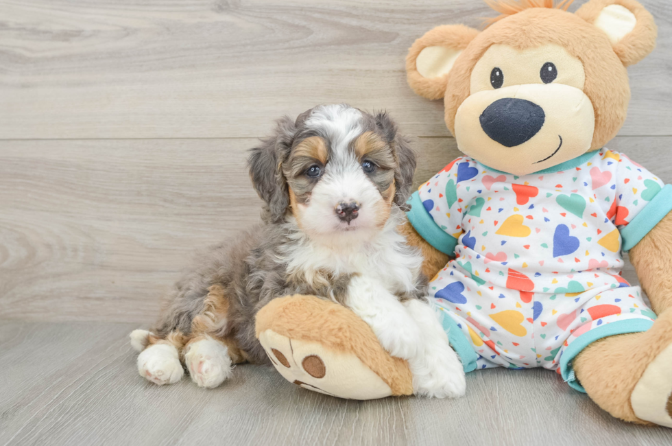 7 week old Mini Bernedoodle Puppy For Sale - Puppy Love PR