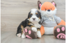 Funny Mini Bernedoodle Poodle Mix Pup