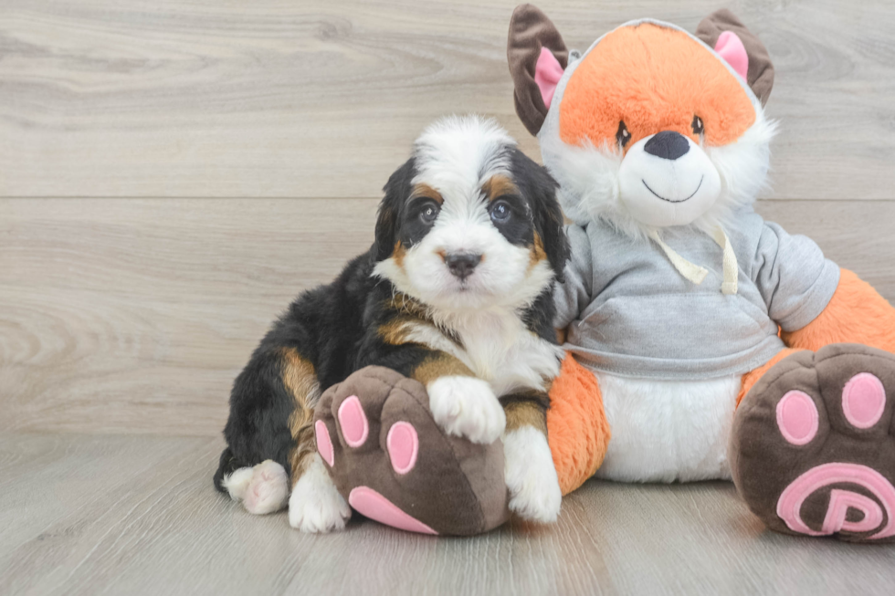 Funny Mini Bernedoodle Poodle Mix Pup