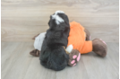 Mini Bernedoodle Puppy for Adoption