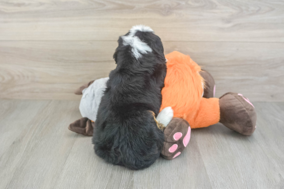 Mini Bernedoodle Puppy for Adoption