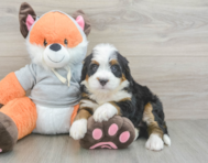 7 week old Mini Bernedoodle Puppy For Sale - Puppy Love PR