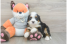 Happy Mini Bernedoodle Baby