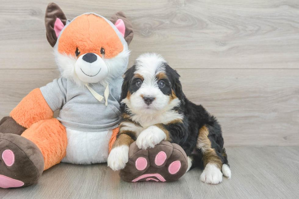 Happy Mini Bernedoodle Baby