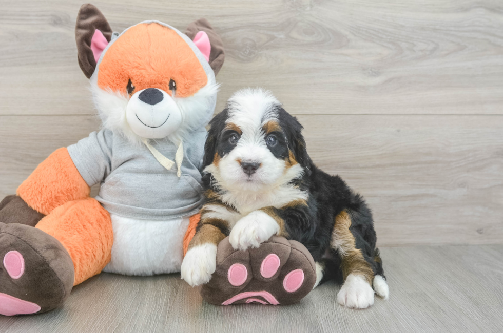 5 week old Mini Bernedoodle Puppy For Sale - Puppy Love PR