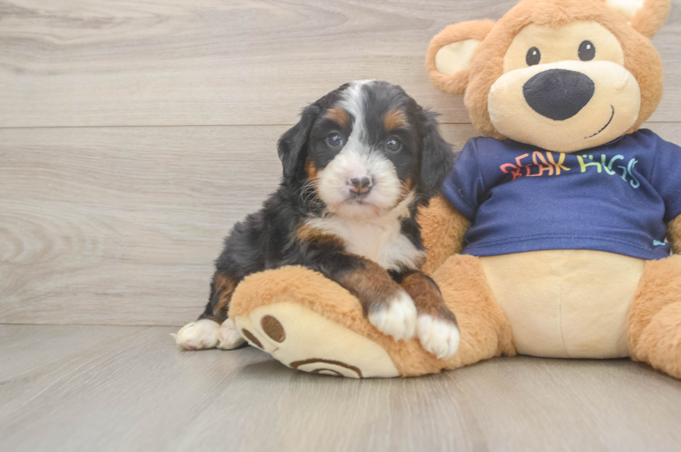 5 week old Mini Bernedoodle Puppy For Sale - Puppy Love PR