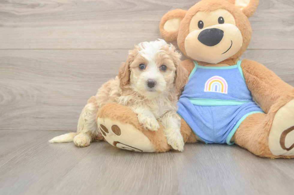 5 week old Mini Bernedoodle Puppy For Sale - Puppy Love PR