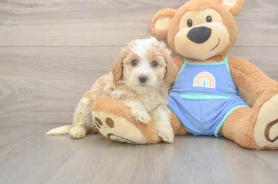Small Mini Bernedoodle Baby