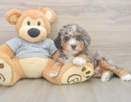 7 week old Mini Bernedoodle Puppy For Sale - Puppy Love PR