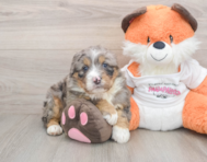 7 week old Mini Bernedoodle Puppy For Sale - Puppy Love PR