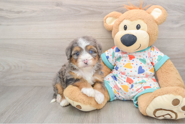 Mini Bernedoodle Puppy for Adoption