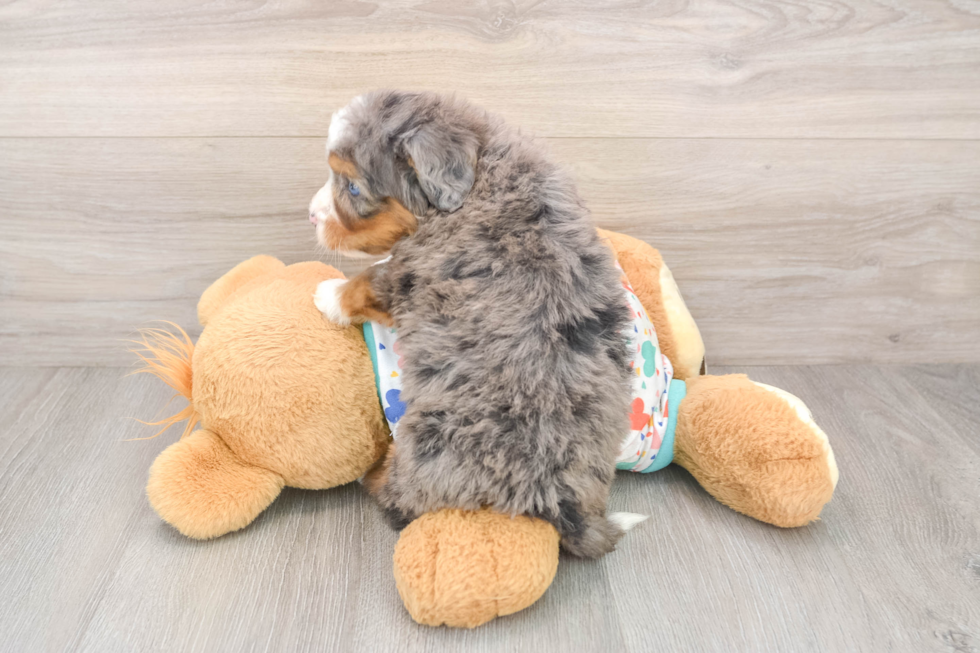 Mini Bernedoodle Puppy for Adoption