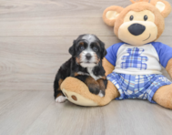6 week old Mini Bernedoodle Puppy For Sale - Puppy Love PR