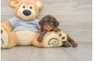Adorable Mini Bernesepoo Poodle Mix Puppy